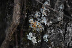 Brigantiaea leucoxantha