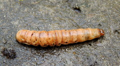 Noctua fimbriata