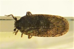 Plectoderini
