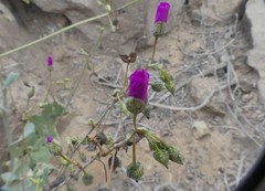 Cistanthe cachinalensis