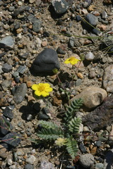 Potentilla astragalifolia
