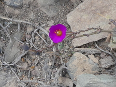 Cistanthe cachinalensis