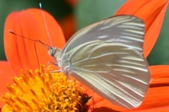 Ascia monuste automate