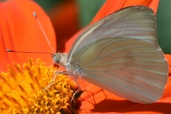 Ascia monuste automate