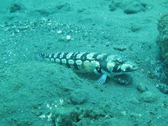 Parapercis tetracantha