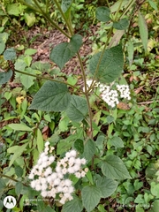 Ageratina vernalis