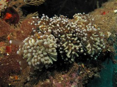 Euphyllia cristata
