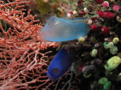 Rhopalaea