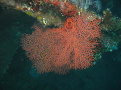 Melithaea ochracea