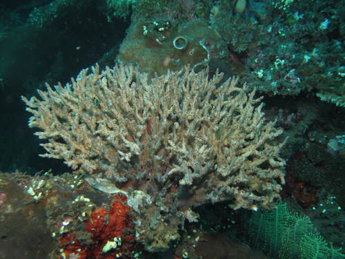 Acropora selago observed 2010-01-16