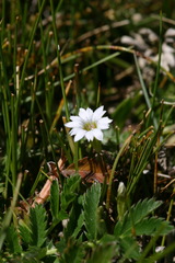 Gentiana leucomelaena