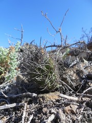 Eriosyce paucicostata paucicostata