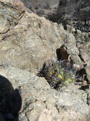 Eriosyce paucicostata paucicostata