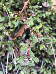Ceanothus pumilus