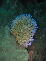 Acropora granulosa