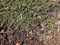 Ceanothus prostratus