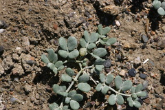 Zygophyllum melongena