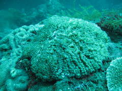 Physogyra lichtensteini