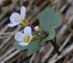 Cardamine pachystigma
