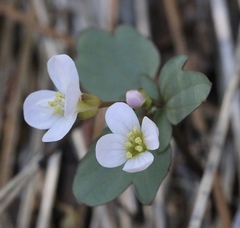 Cardamine pachystigma