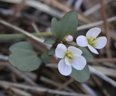 Cardamine pachystigma