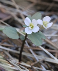 Cardamine pachystigma