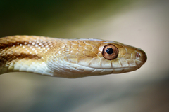 Pantherophis alleghaniensis image