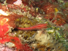 Helcogramma striata