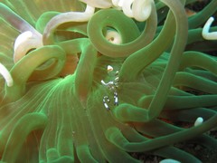 Ancylomenes speciosus