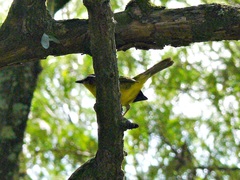 Basileuterus delattrii