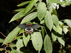 Papilio thaiwanus