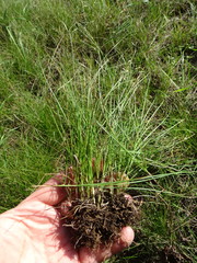 Carex praecox