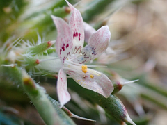 Loeseliastrum schottii