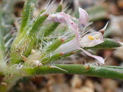 Loeseliastrum schottii