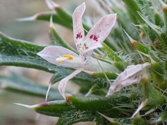 Loeseliastrum schottii