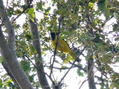 Icterus mesomelas