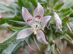 Loeseliastrum schottii