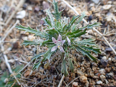 Loeseliastrum schottii