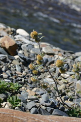 Artemisia macrocephala
