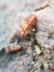 Micropeplus staphylinoides