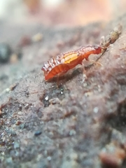 Micropeplus staphylinoides
