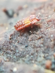Micropeplus staphylinoides