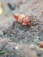 Micropeplus staphylinoides