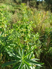 Euphorbia lucida
