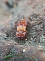 Micropeplus staphylinoides