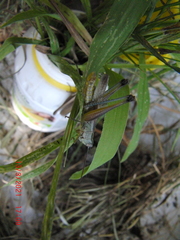 Staurorhectus longicornis