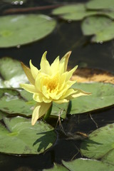 Nymphaea mexicana