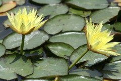Nymphaea mexicana