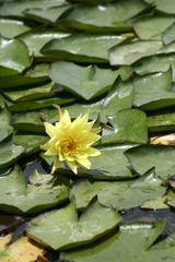 Nymphaea mexicana
