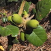 Quercus alnifolia - Photo (c) whinaem,  זכויות יוצרים חלקיות (CC BY-NC)